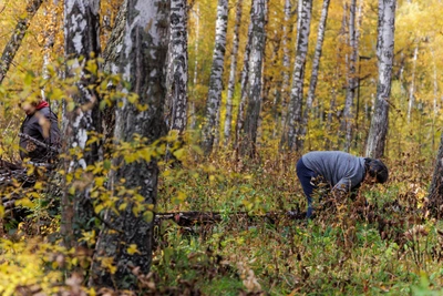 Bumpy-capped mushrooms found in Krasnoyarsk Akademgorodok