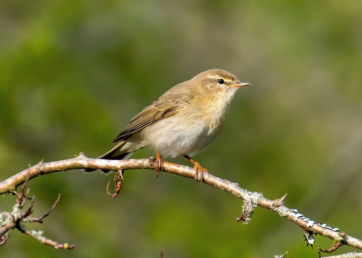 Пеночка-весничка (Phylloscopus trochilus) | Источник: Ian Rutherford / Alamy via Legion Media