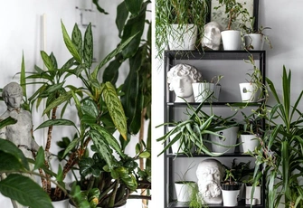 Не ведемся на слухи: правда и мифы об уходе за комнатными растениями в холода