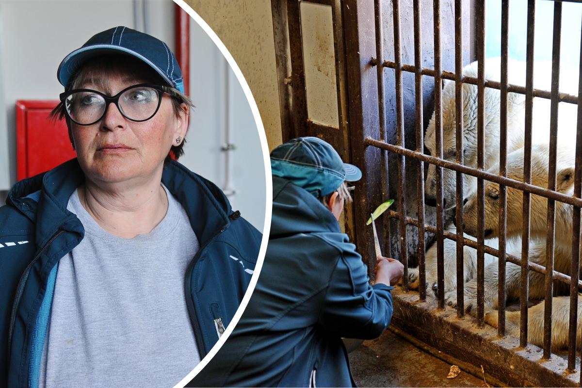 Получить доверие животного тяжело: как в Пермском зоопарке работает кипер белых медведей  эти звери для нее как дети