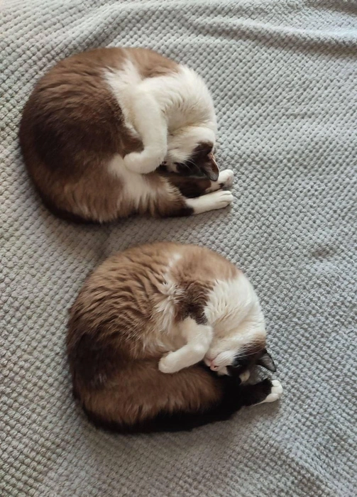 Ctrl + C → Ctrl + V  | Источник: читатель 63.RU 