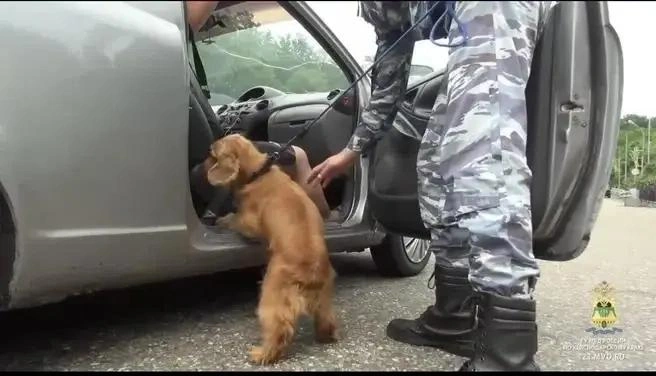 В отношении молодого человека возбудили уголовное дело | Источник: пресс-служба ГУ МВД России по Краснодарскому краю