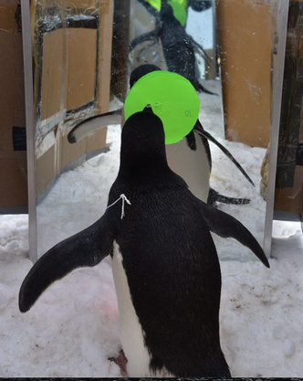 Пингвинов оставили наедине со своими отражениями: чем закончился эксперимент?