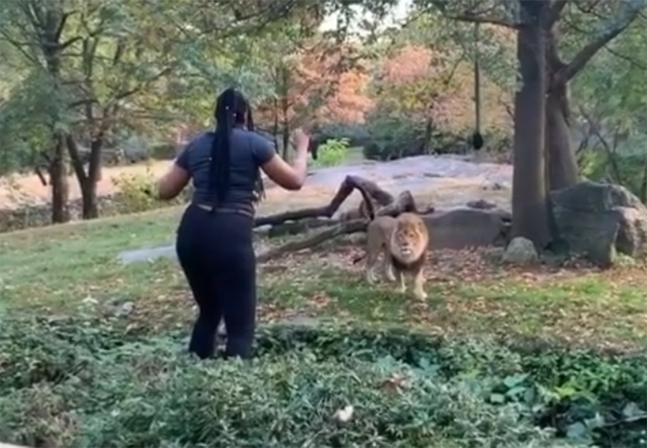 В Бронксе посетительница зоопарка забралась ко льву, чтобы его подразнить (видео)