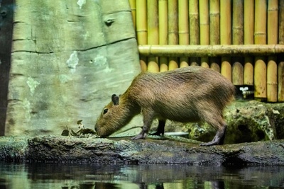 Capybara Trainer Shares Truth: No Oranges, Feel Like Brushes