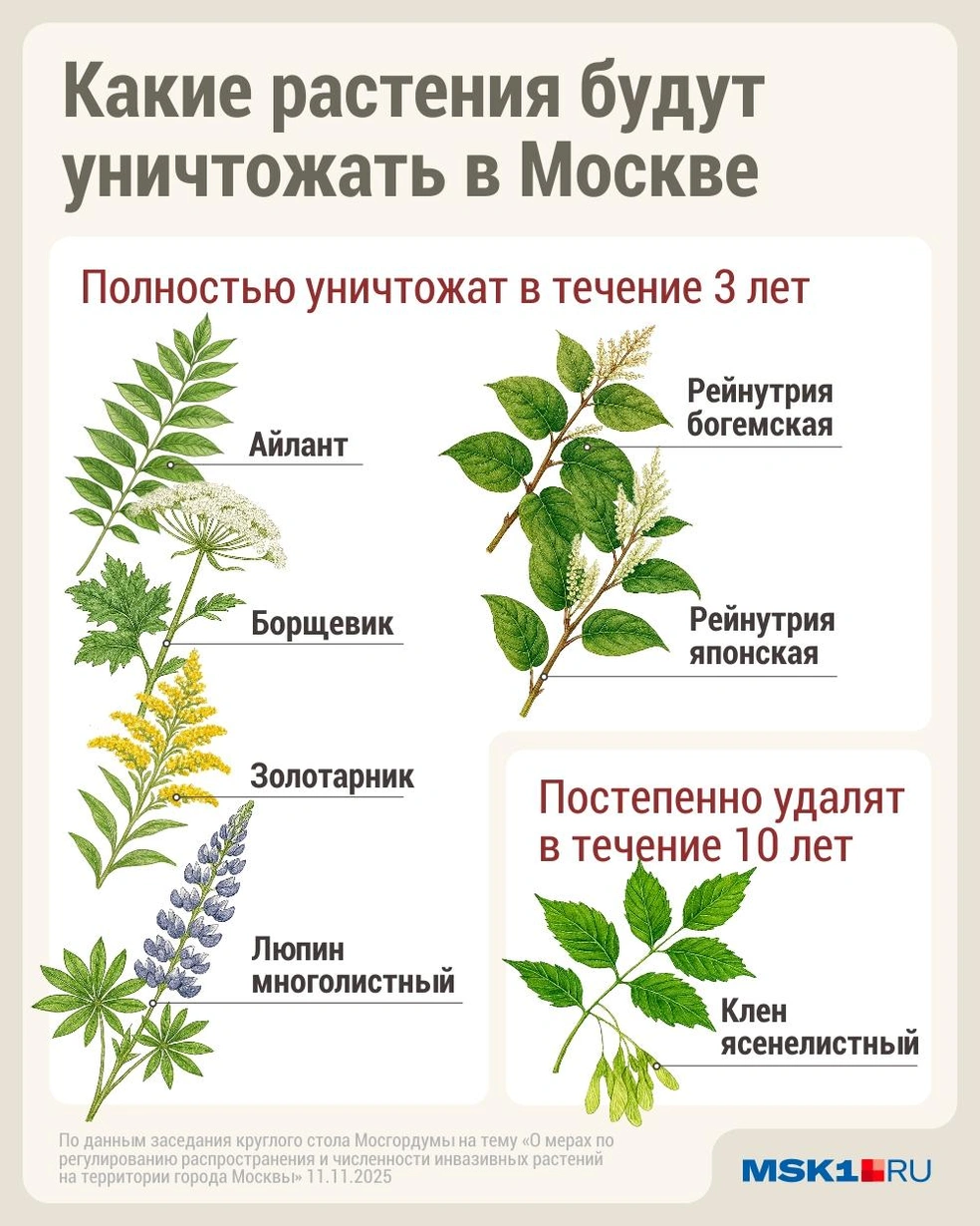 Источник: Дмитрий Гладышев / MSK1.RU