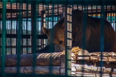 Медведи парка Лесоводов выходят из зимней дремоты