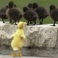 Аватарка Нервный цыпленок