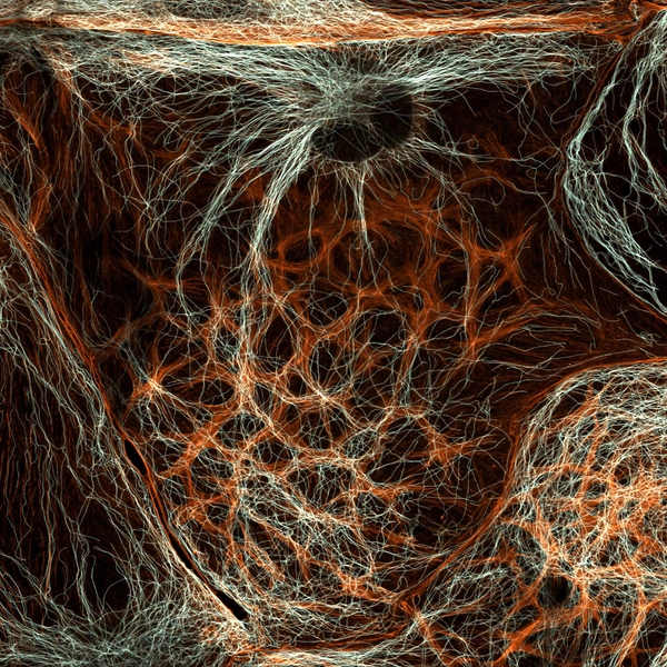 Шестое место. Клетки крысиной печени | Источник: Dr. Francisco Lázaro-Diéguez / Nikon Small World 2025