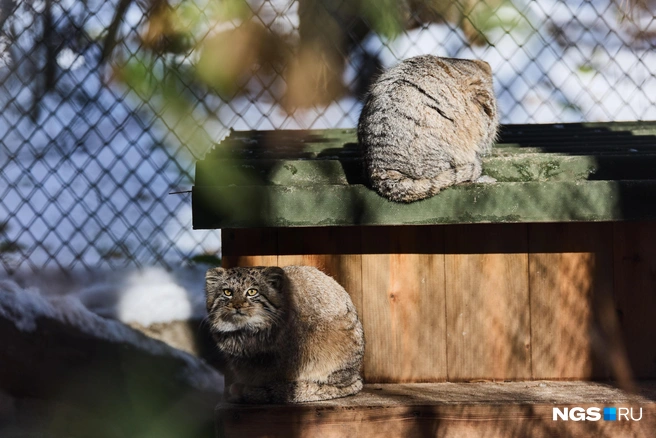 Идеальная зимняя форма манула&nbsp;— это шар | Источник: Александр Ощепков / NGS.RU