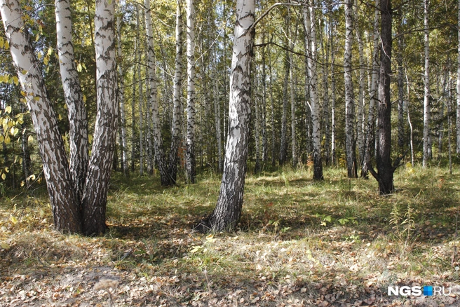 Пока на месте окрестностей будущей станции березовая роща | Источник: Стас Соколов/NGS.RU