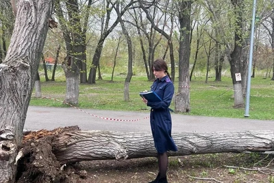 В Самаре дерево убило девочку: подробности