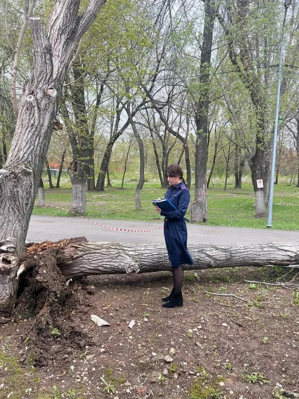 Упавшее дерево убило девочку в Самаре  | Источник: следком Самары 
