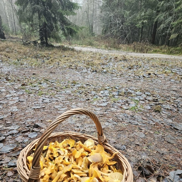 Источник: Тамара Керносова / Грибы в Подмосковье 2025 / VK.com