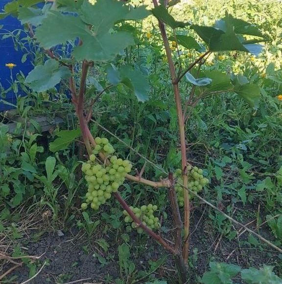 Из необычного тюменцы в наших сибирских широтах выращивают арбузы, дыни и виноград. Вот тому фотодоказательство  | Источник: читатель 72.RU