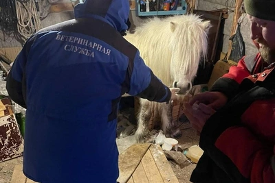 Конь Миша искал еду у людей в Заполярье и получил ветпомощь