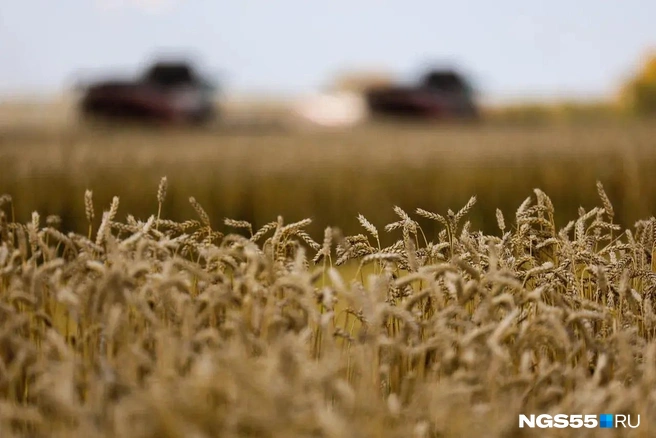 Хлеба много, но он ничего не стоит  | Источник: Евгений Софийчук / NGS55.RU 