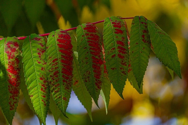 Контраст зеленого и красного радует глаз | Источник: Алексей Сапицкий 