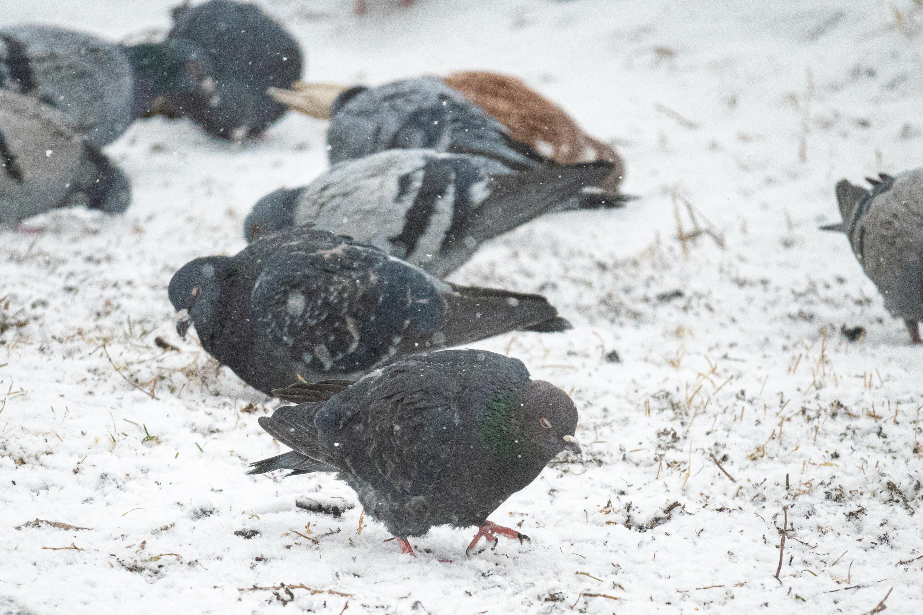 Синоптики назвали дату сильного снегопада во Владивостоке