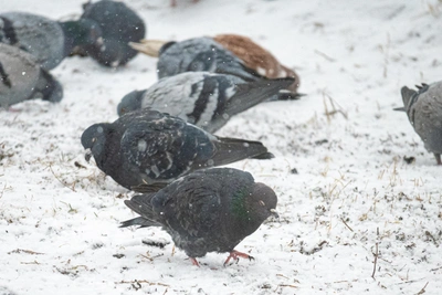 Синоптики назвали дату снегопада во Владивостоке