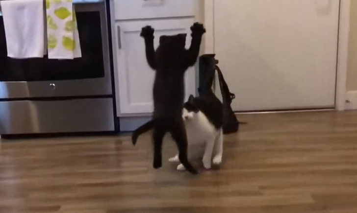 Видео «боевого прыжка» котенка за день собрало тысячу комментариев