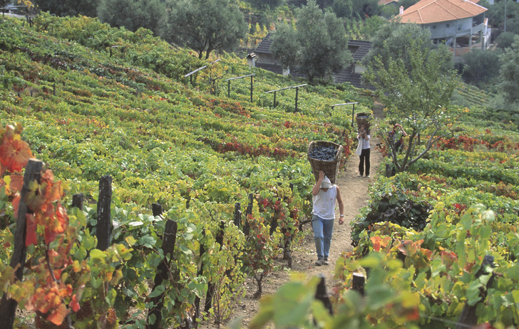 Вино рекой: как портвейн покорил мир