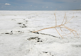 Пугающие миражи и хруст соли под ногами: зачем туристы едут на озеро Булухта, не имеющее границ