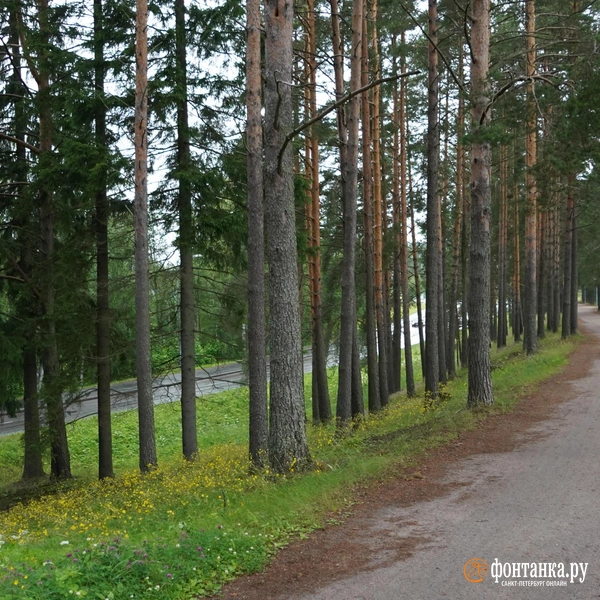 Источник: Наталья Гончарова / FONTANKA.RU
