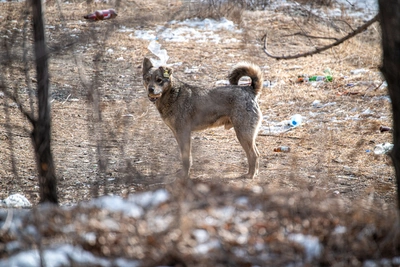 Задержана ростовская зоозащитница, в приюте которой нашли сотни трупов