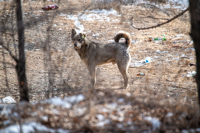 Разбираемся, почему в Оренбурге не могут найти подрядчика на отлов бродячих собак | Источник: Олег Фёдоров / CHITA.RU