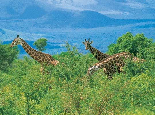 Фото №1 - Аристократ саванн