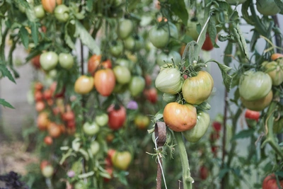 18 тонн томатов с вирусом вернули в Узбекистан