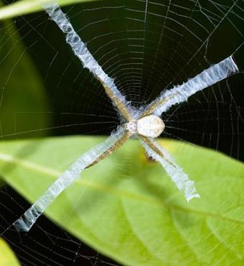 Машина, созданная природой: 5 умных «устройств», которыми оснащены пауки