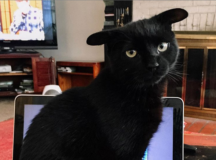 Кот с необычными ушами — новая звезда Интернета