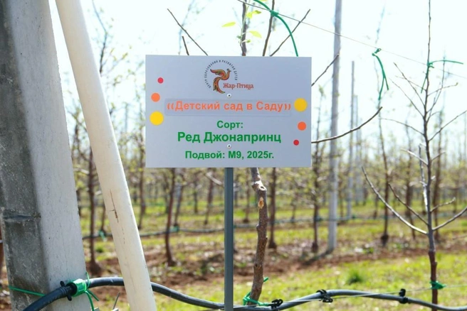 Источник: «Сады Придонья»