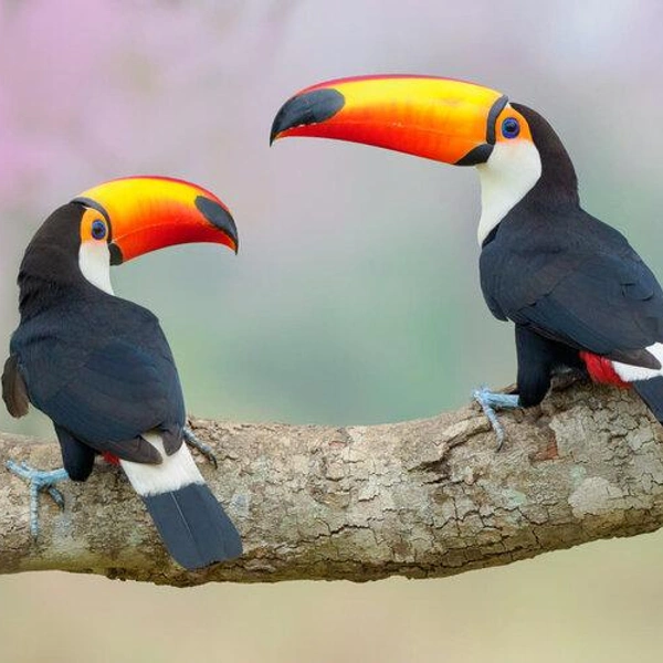 Один из снимков победителя в номинации «Портфолио» | Источник: Petr Bambousek / Bird Photographer of the Year 2018