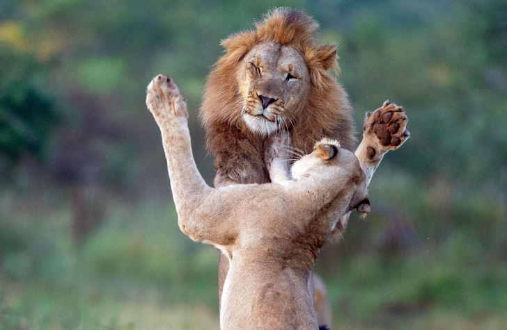 В ЮАР танцуют львы