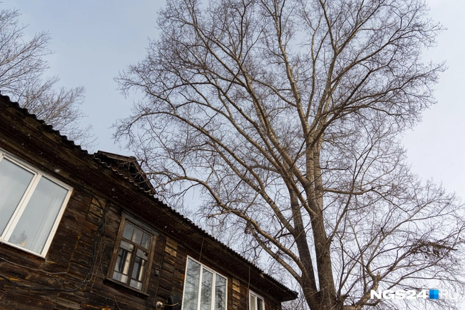 Дерево повидало за свою жизнь всякого, как и дома | Источник: Мария Ленц / NGS24.RU
