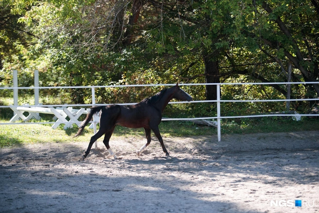 Лошади привыкли к общению с людьми — к ним толпами приходят гости | Источник: Андрей Бортко / NGS.RU 