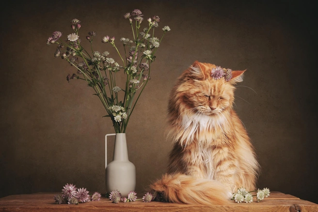 Источник: Mirka Koot / Pet Photography Awards&nbsp;— 2025