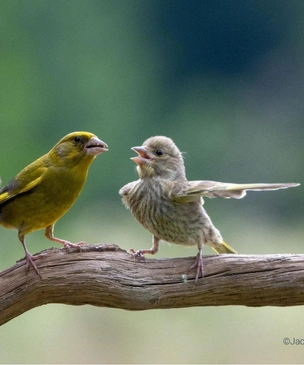 Самые смешные животные в дикой природе — финалисты фотоконкурса Comedy Wildlife Photography Awards — 2023