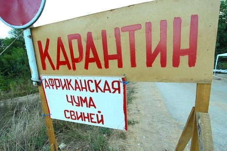 В Тульской области введен карантин из-за АЧС | ya62.ru