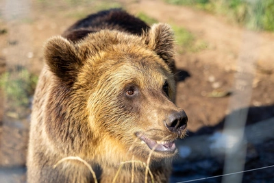 Проснувшиеся медведи в Югре выходят на автомобильные дороги