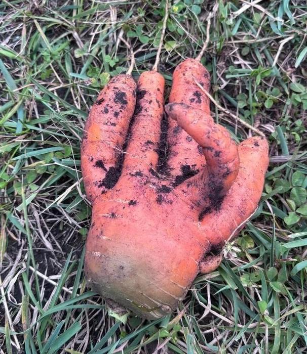 Морковь в виде руки | Источник: читатель 72.RU