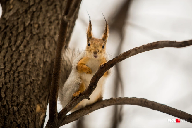 В среду, 17 декабря, долгожданного потепления не будет | Источник: Александр Ощепков / NGS.RU