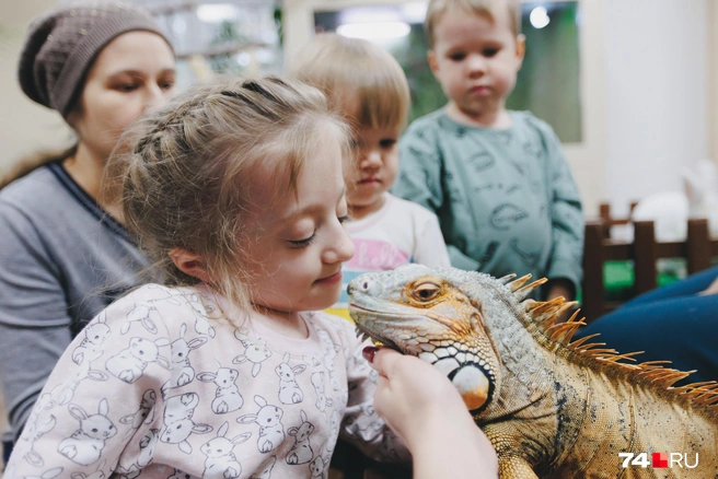 Следующим претендентом стала игуана по кличке Василий. Игуана с первых минут тоже не вызывала доверия, но специалисты объяснили, что это добрая ящерка, пусть и похожая на динозавра | Источник: Дарья Пона