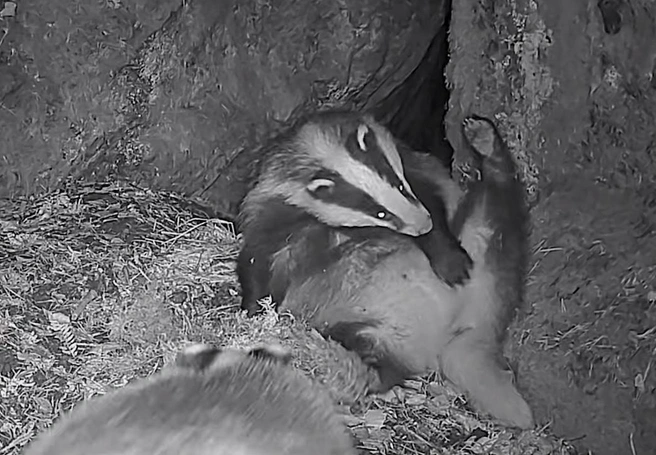 Красота превыше всего. Посмотрите, как барсучиха приводила себя в порядок после утепления норки | Источник: Каждой твари по паре / «Телеграм»