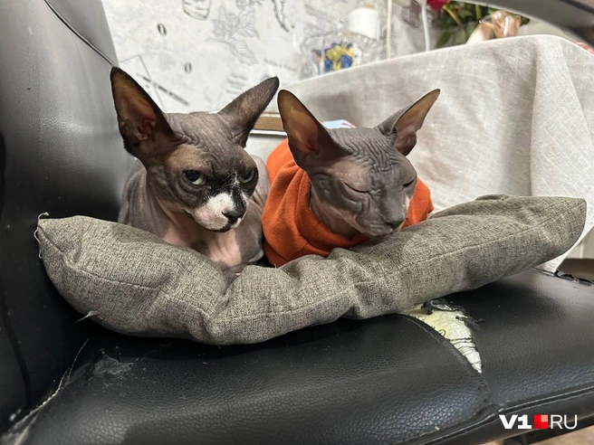 «И чего вы на нас так внимательно смотрите?» | Источник: читатели V1.RU