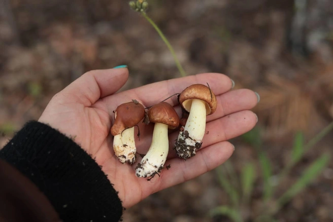 А вы ходили в этом сезоне за грибами? И как улов?  | Источник: Ольга Курочкина 