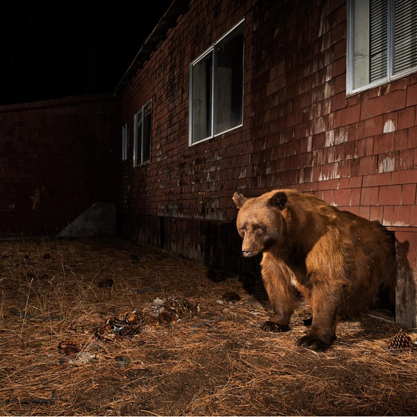 «Кажется, я застрял» | Источник: Corey Arnold / Sony World Photography Awards 2023